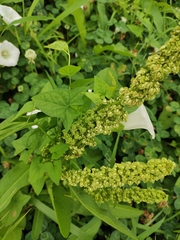 Rumex patientia