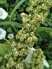 Rumex patientia