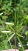 Cyperus compressus - Photo (c) Jay Horn, algunos derechos reservados (CC BY), subido por Jay Horn