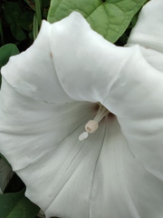Calystegia hederacea