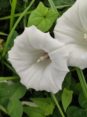 Calystegia hederacea