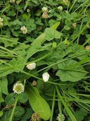 Calystegia hederacea