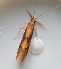 Triaenodes marginatus