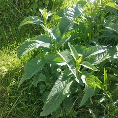 Buddleja sessiliflora