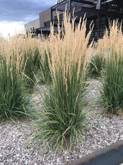 Calamagrostis × acutiflora