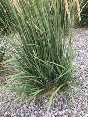 Calamagrostis × acutiflora