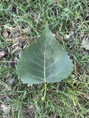 Populus deltoides