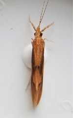 Triaenodes marginatus