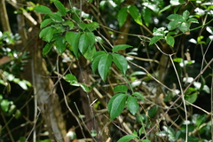 Neoalsomitra clavigera