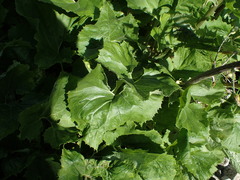 Petasites kablikianus