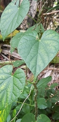 Tinospora sinensis
