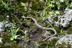 Crotalus transversus