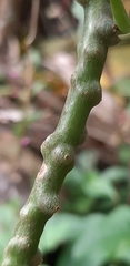 Tinospora sinensis