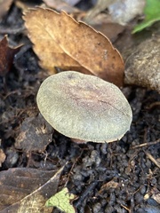 Russula tricholomopsis