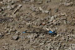 Argia apicalis
