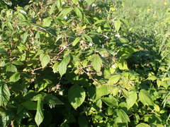 Rubus sachalinensis