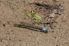 Argia moesta