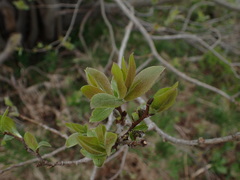 Salix silesiaca