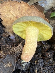 Russula tricholomopsis