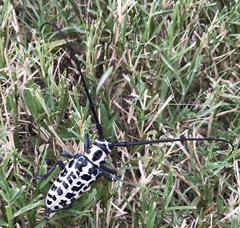 Plectrodera scalator