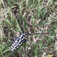 Plectrodera scalator