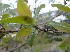 Salix silesiaca