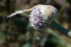 Allium ampeloprasum