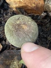 Russula tricholomopsis