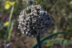Allium ampeloprasum