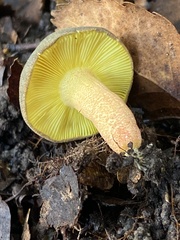 Russula tricholomopsis