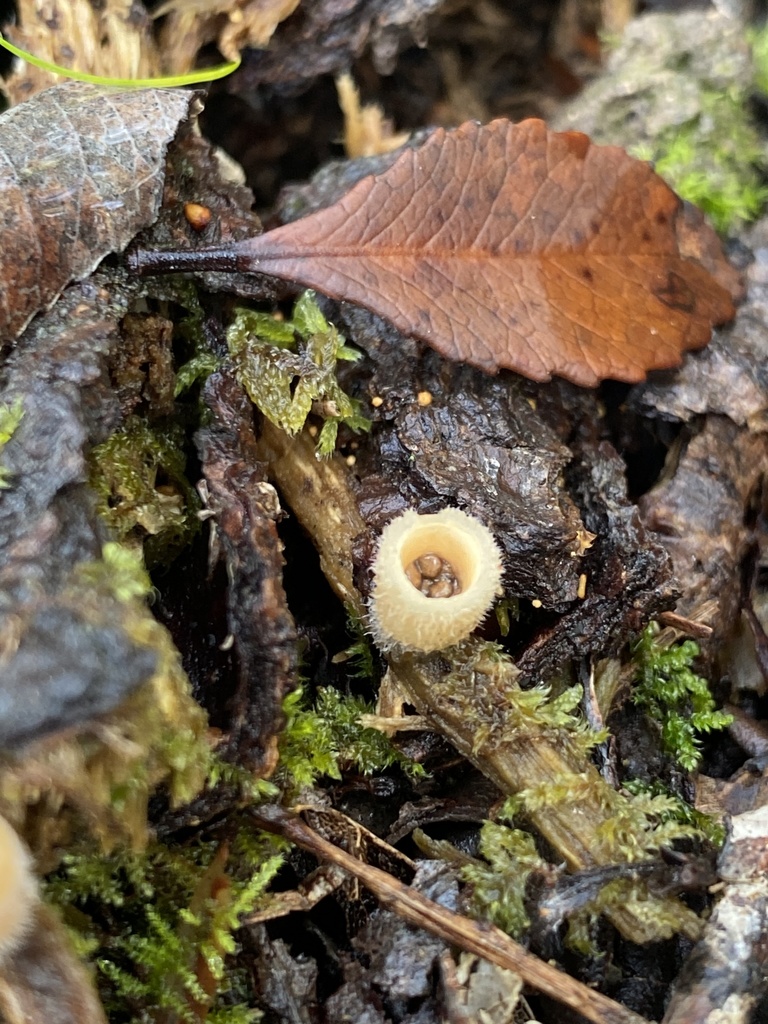woolly bird's nest fungus from Lower Hutt, Stokes Valley, Wellington, NZ on July 04, 2021 at 02