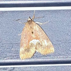 Hypsoropha hormos