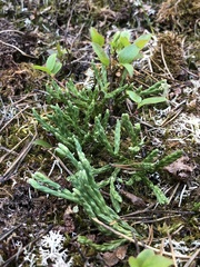 Diphasiastrum alpinum