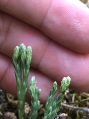 Diphasiastrum alpinum