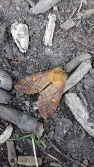 Ormiscodes amphimone