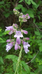 Penstemon calycosus
