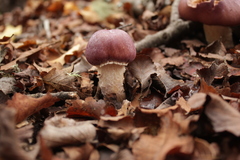 Cortinarius lebre