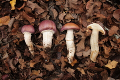 Cortinarius lebre