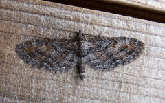 Eupithecia graefii