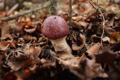 Cortinarius lebre
