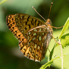 Speyeria hesperis