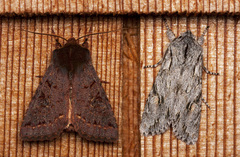 Egira crucialis