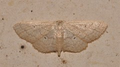 Scopula hypochra