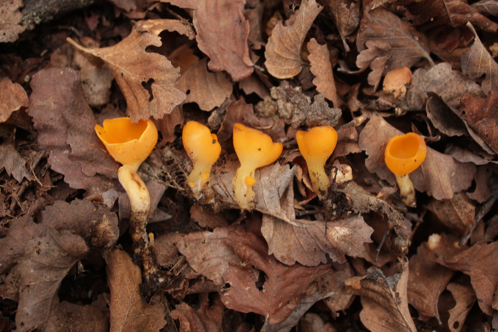 Stalked Orange-peel Fungus