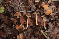 Inocybe bridgesiana