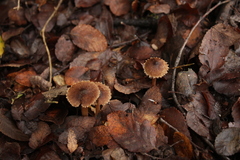 Inocybe bridgesiana