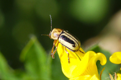 Pachybrachis circumcinctus