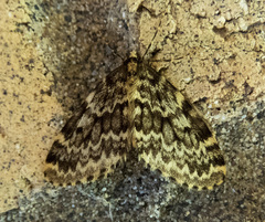 Malacodea pulchraria