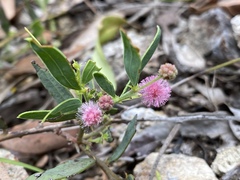 Acacia purpureapetala
