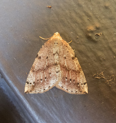 Thallophaga hyperborea